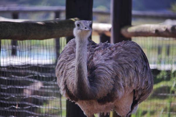 Avestruz, also known as an ostrich, standing tall in its natural habitat with its large body, long legs, and distinctive feathers